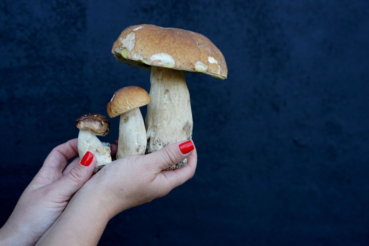 Cèpe de saison