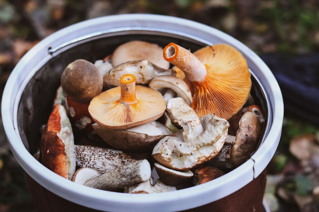 Champignon de Paris de saison