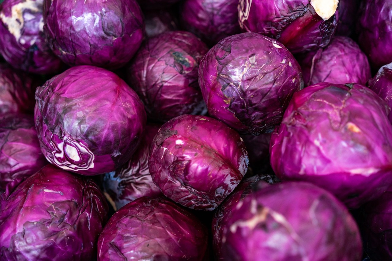 Chou rouge de saison