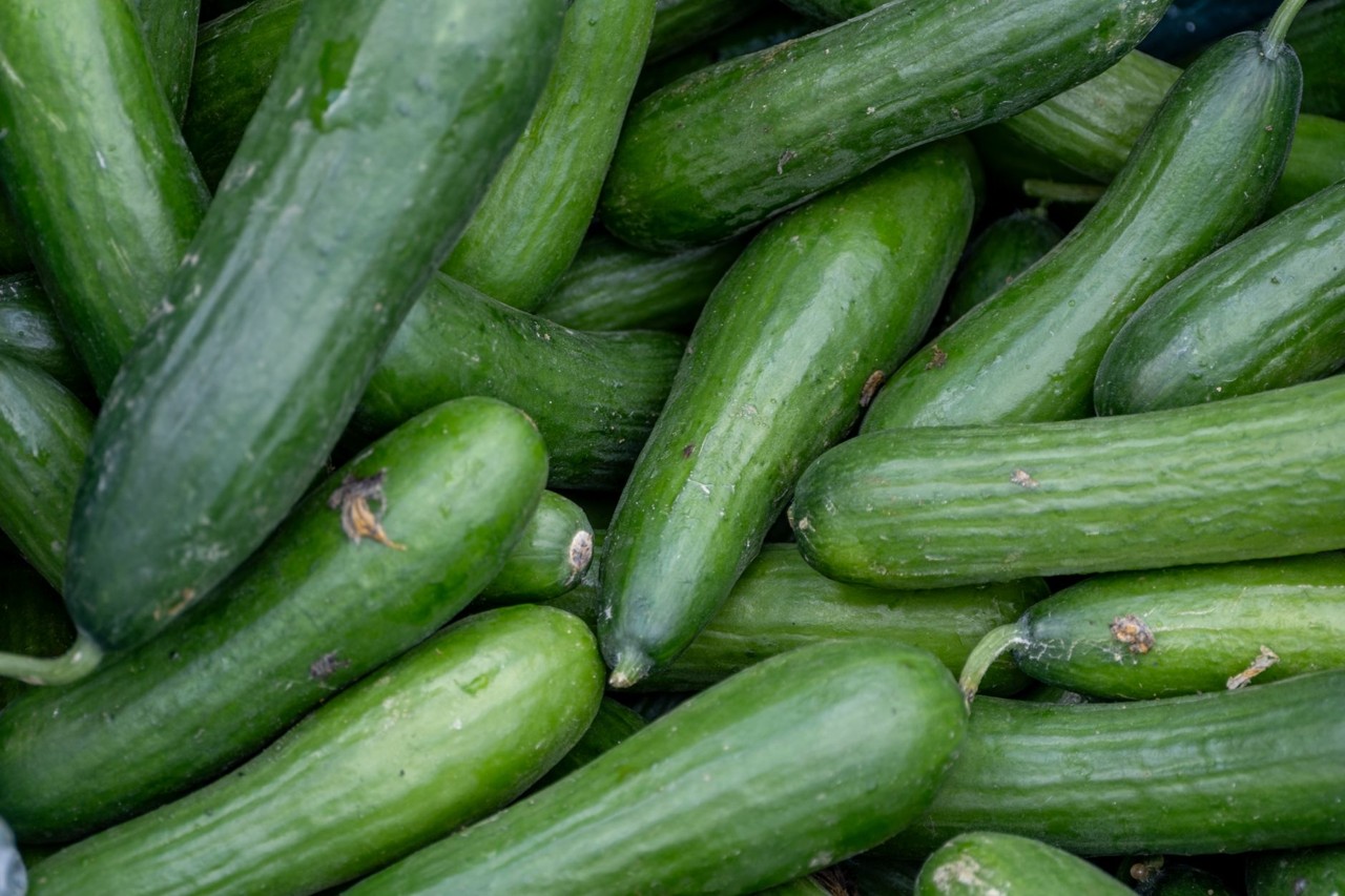 Concombre de saison