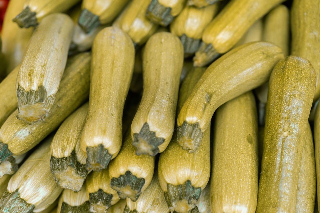 Courgette de saison