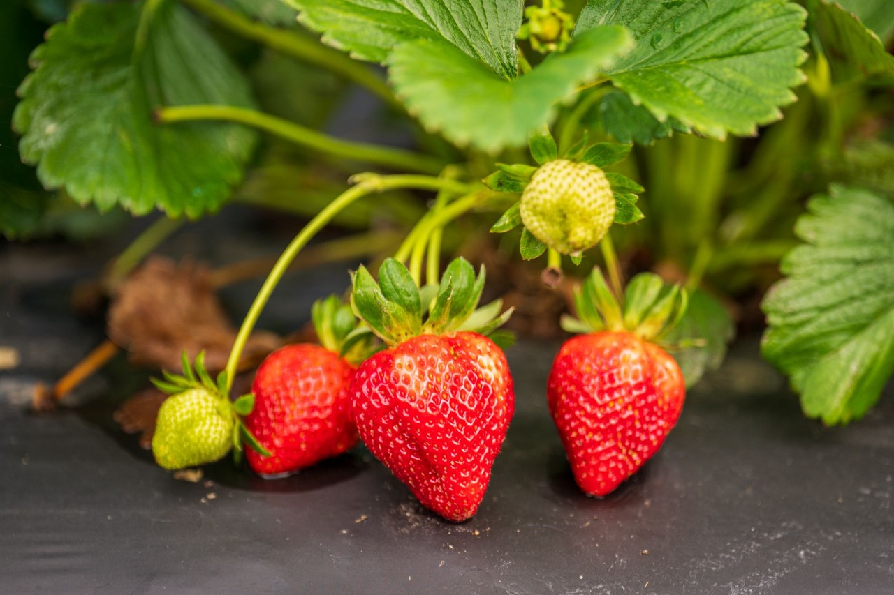Fraise de saison