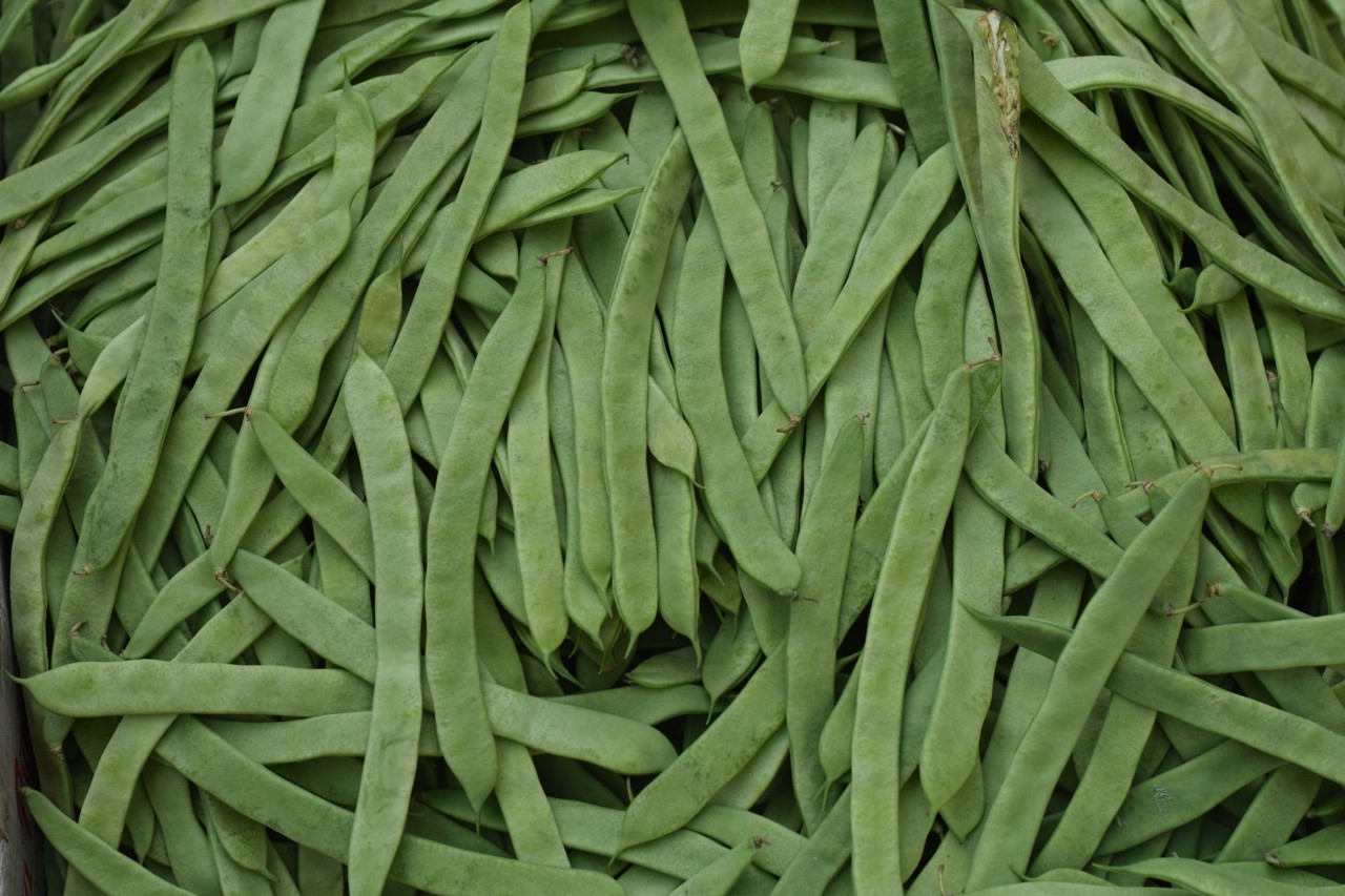 Haricot vert de saison