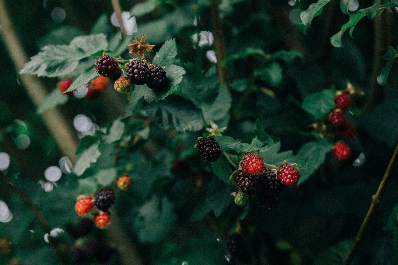 Mûre de saison