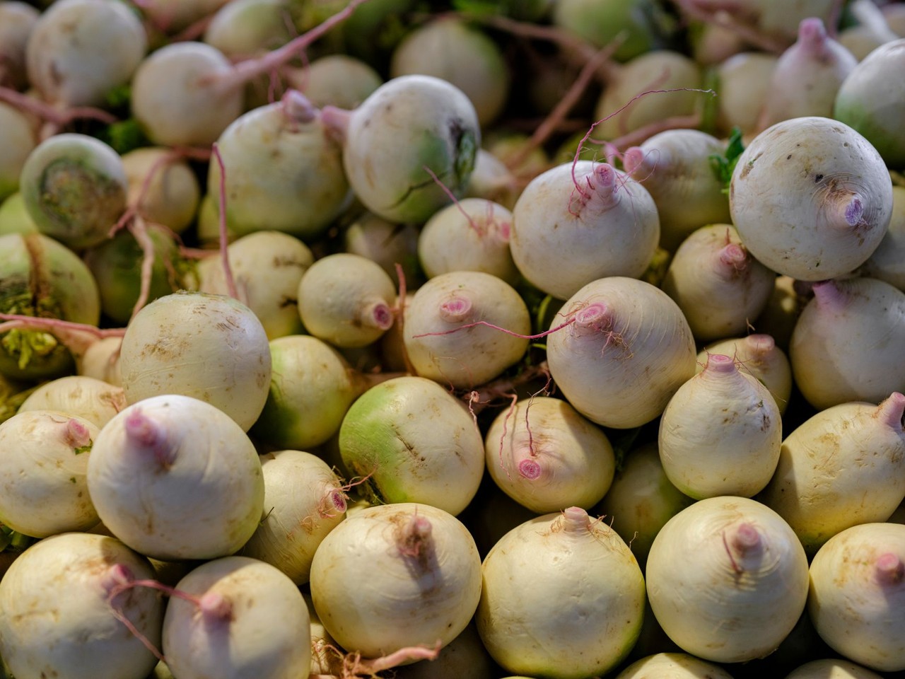 Navet de saison