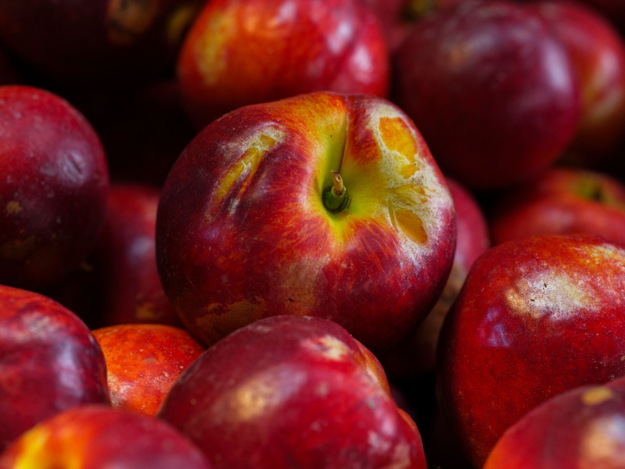 Nectarine de saison