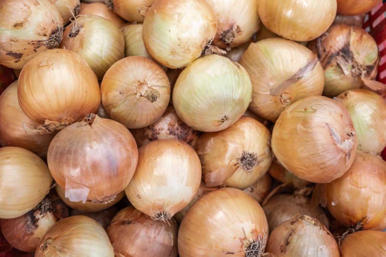 Oignon de saison