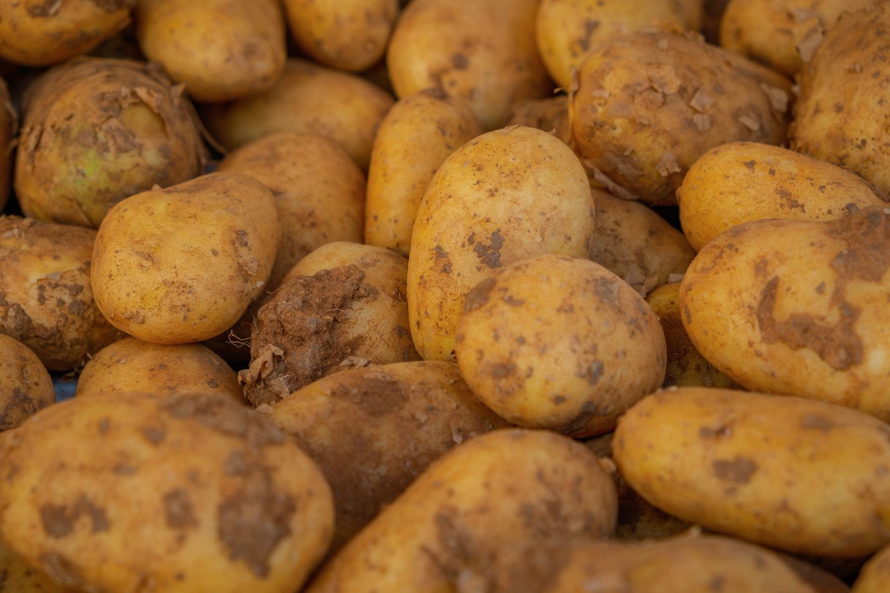 Pomme de terre de saison