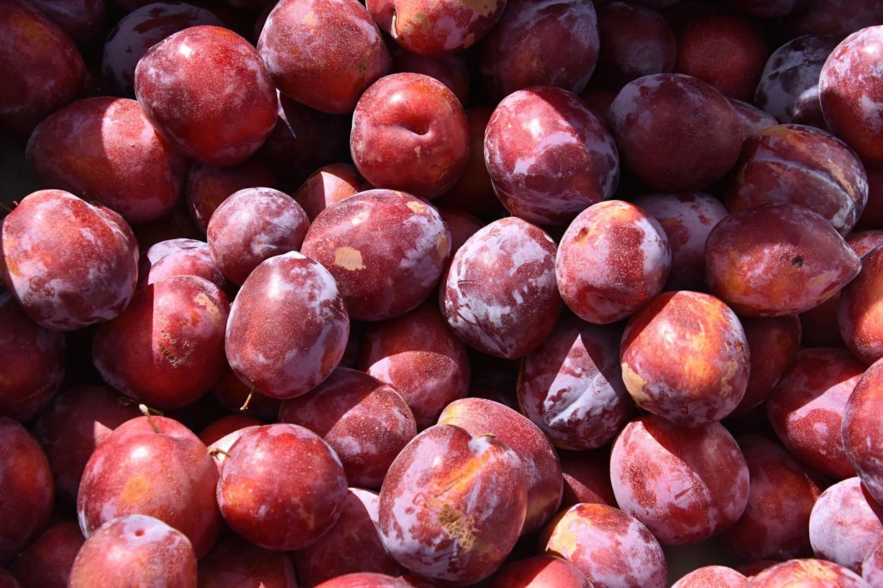 Prune de saison