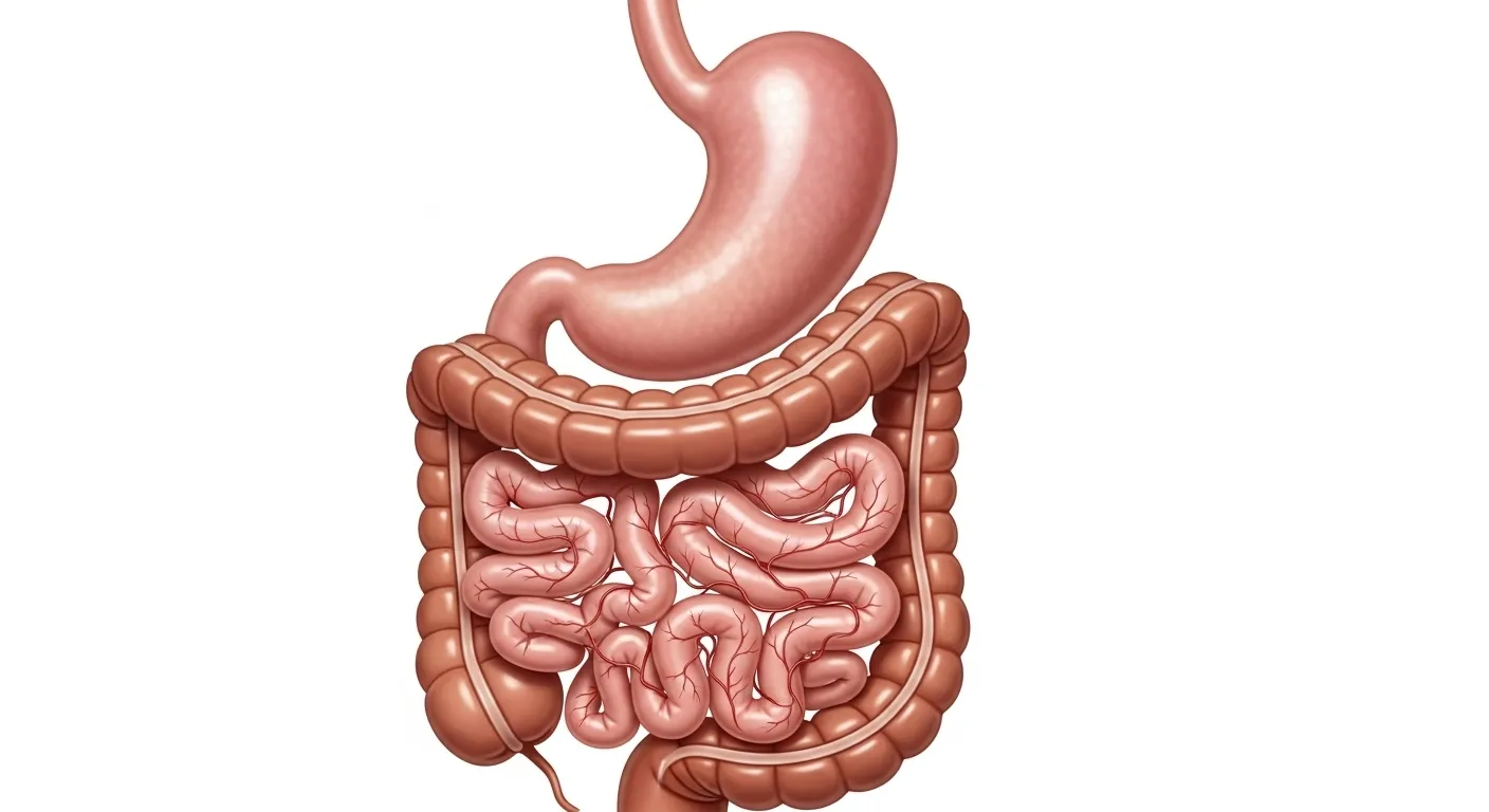 Ventre Gonflé et Digestion Lente : Comprendre l&rsquo;Hypochlorhydrie et la Dysbiose